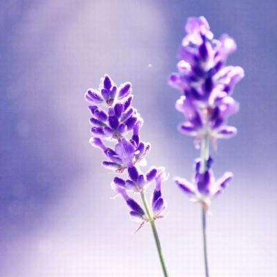 孤城神箭中文无敌版